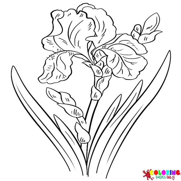 Iris Coloring Pages