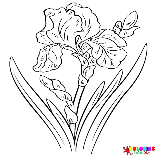 Iris Para Colorear