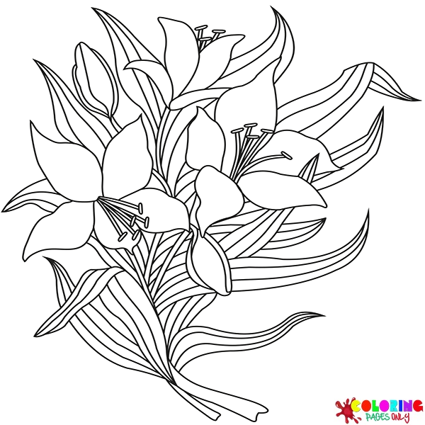 Lilies Coloring Pages