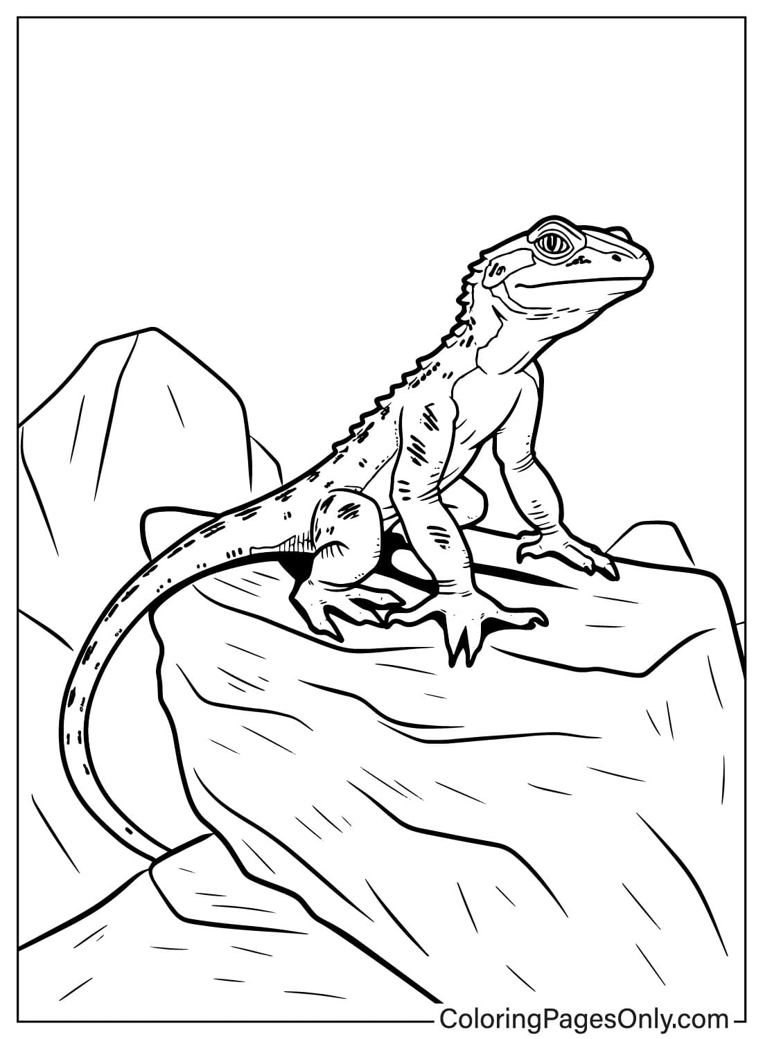 Página para colorear de lagarto imprimible gratis de Lagarto