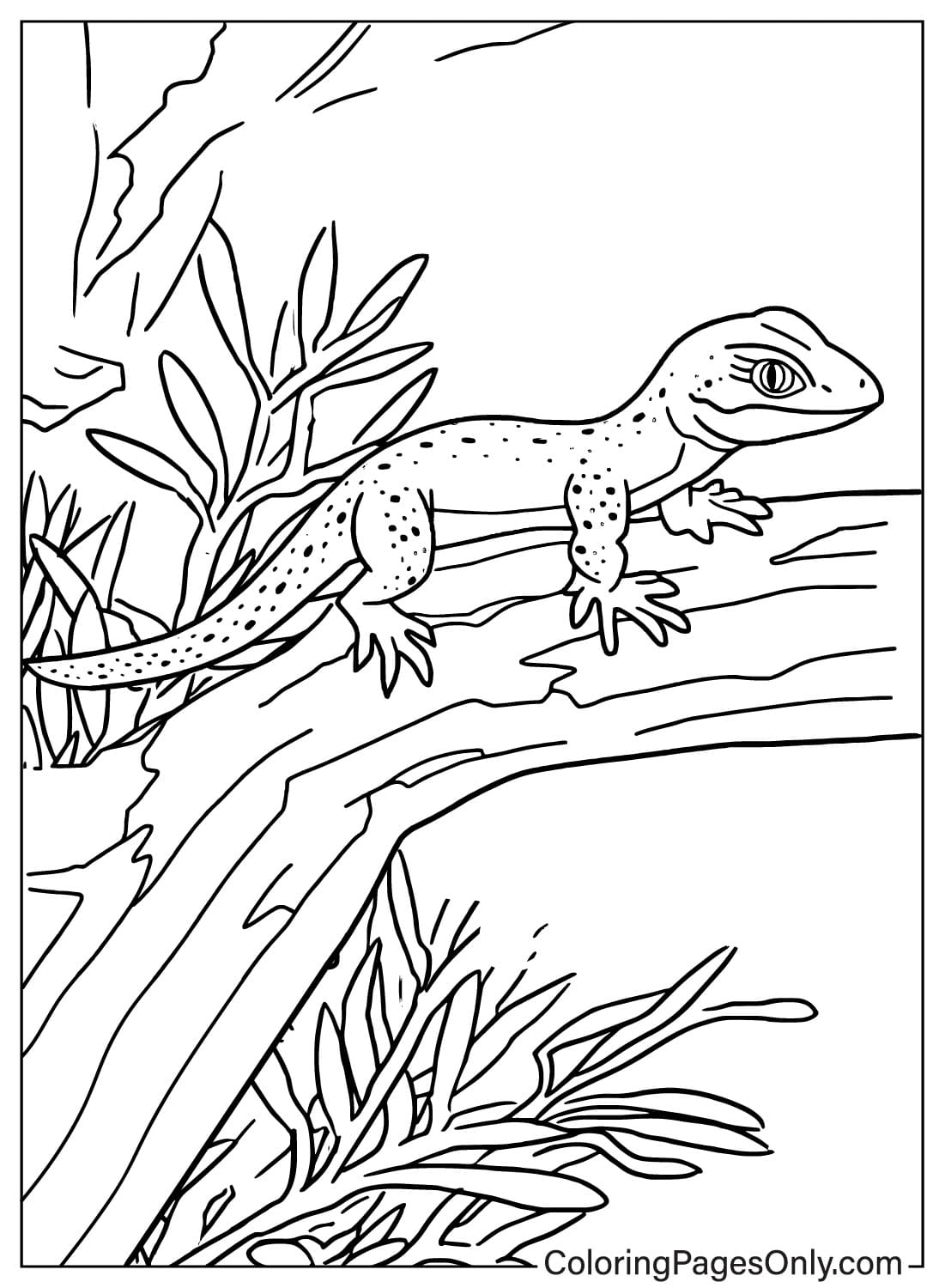 Página para colorir de lagarto grátis