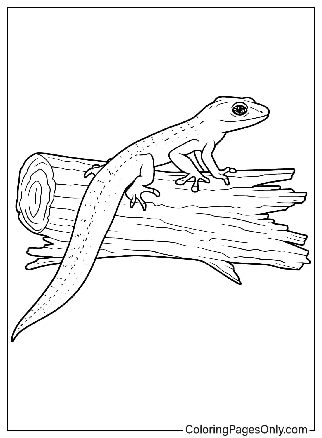 Página para colorir de lagarto para impressão