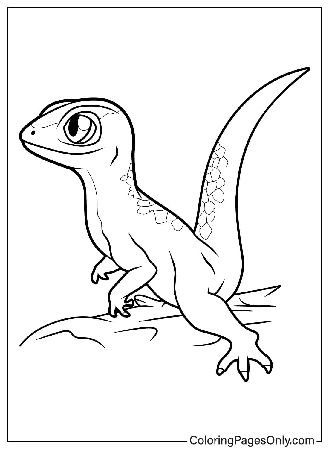 Página para colorir de lagarto para impressão de lagarto