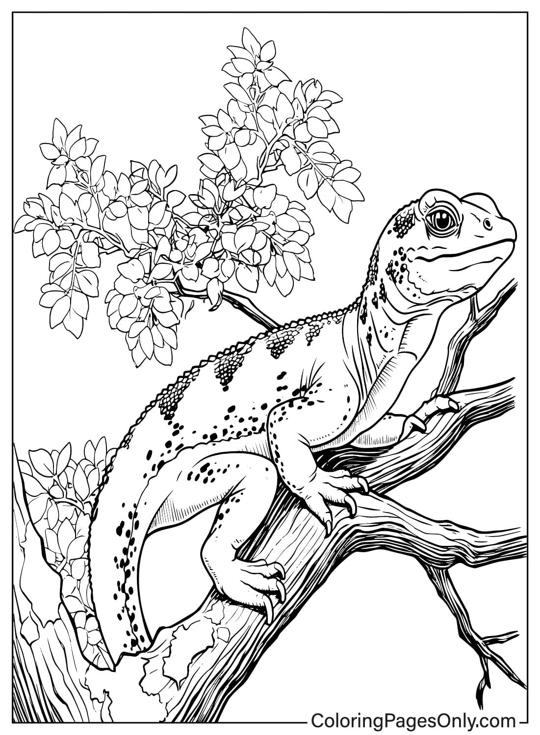 Página para colorir para impressão gratuita de lagarto