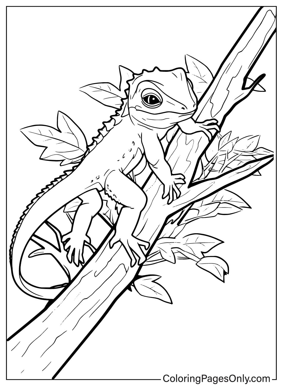 Página para colorir para imprimir de lagarto