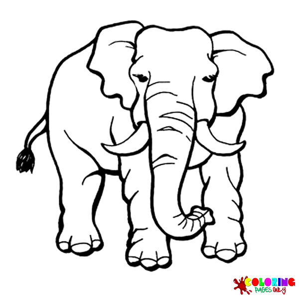 Mammals Coloring Pages