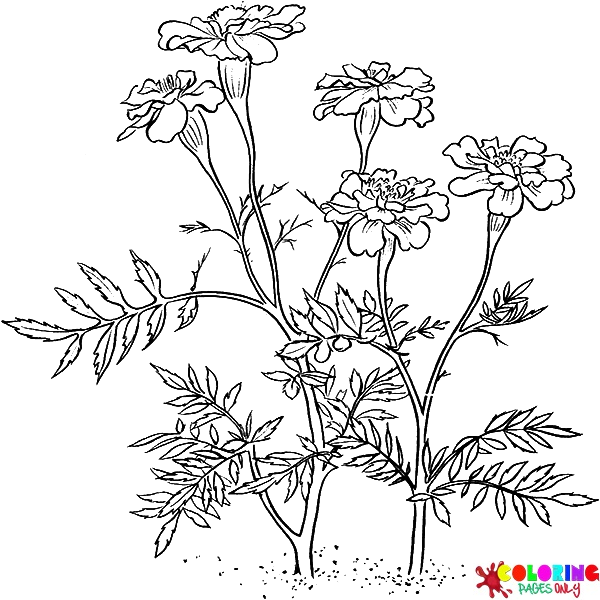 Marigolds Coloring Pages