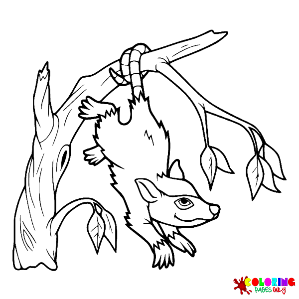 Opossum Coloring Pages