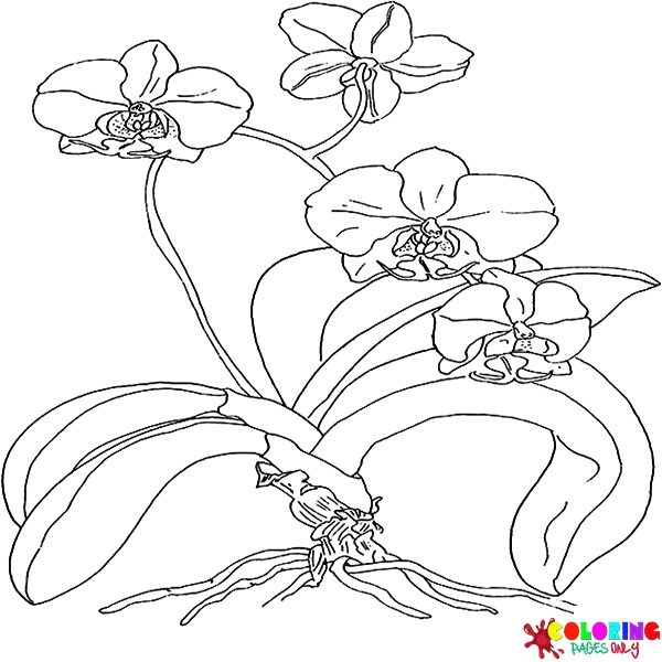 Orchid Coloring Pages