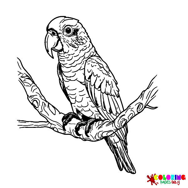 Parakeet Coloring Pages