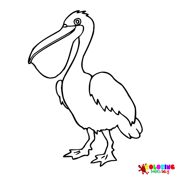 Pelican Coloring Pages