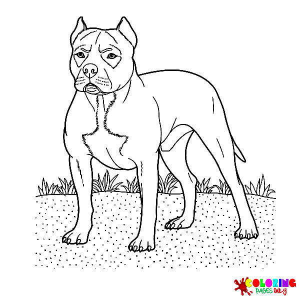 Pitbull Coloring Pages