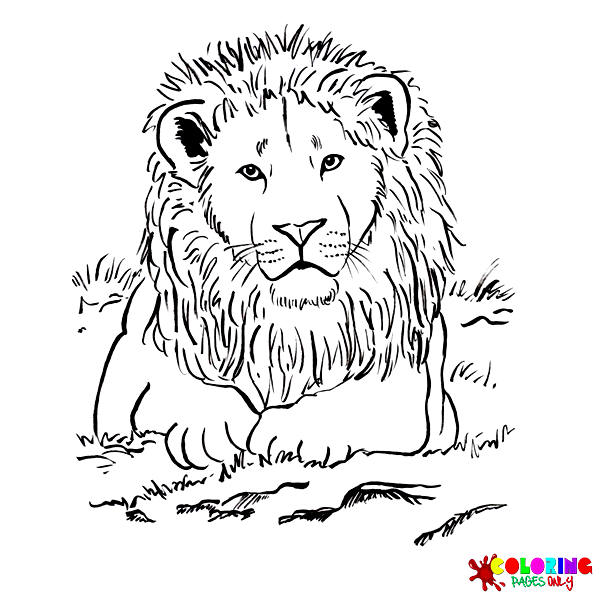 Realistic Animal Coloring Pages