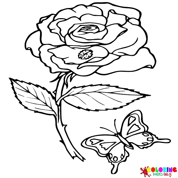 Páginas para colorir de rosas