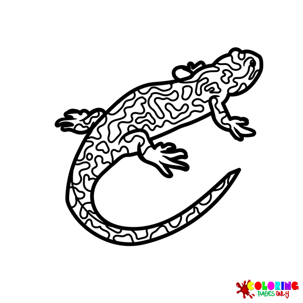 Desenhos de Salamandra para Colorir