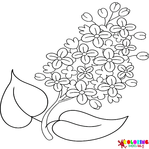 Desenhos para colorir Syringa lilás