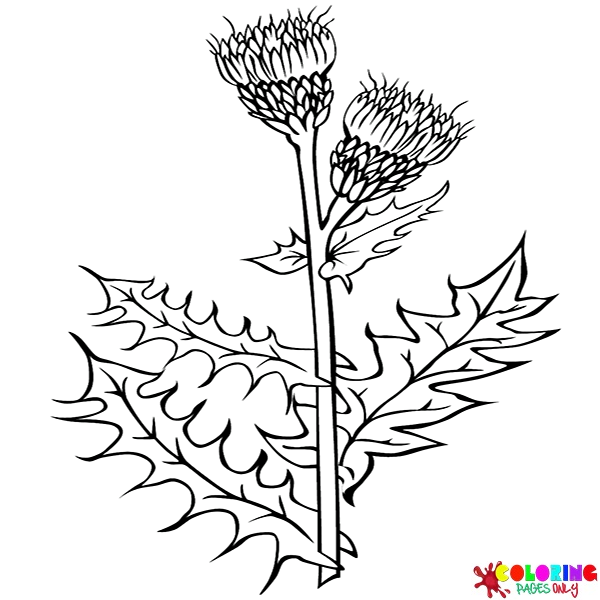 Thistle Coloring Pages