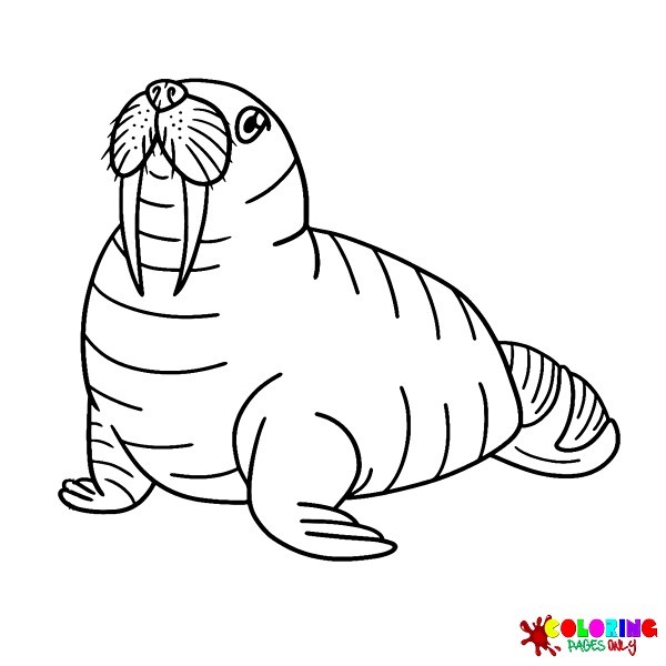 Walrus Coloring Pages