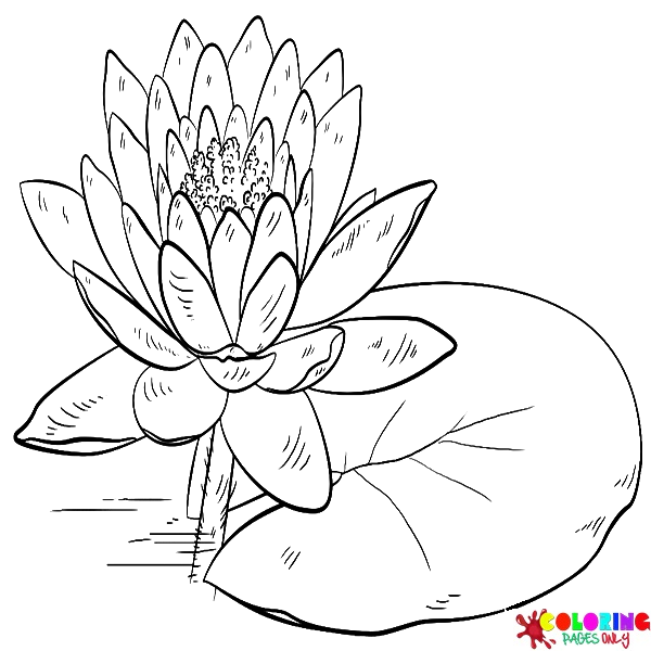 Water Lily Coloring Pages