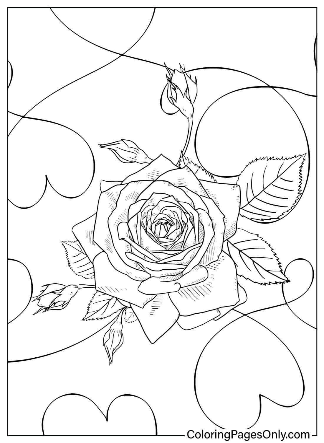 Free Coloring Page Rose from Rose