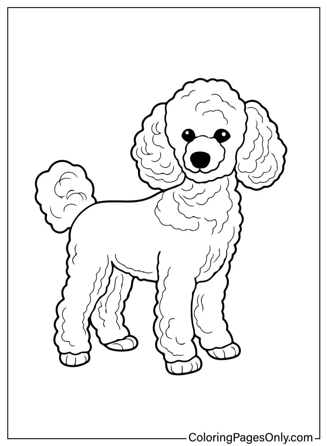 Раскраска Пудель от Poodle для печати