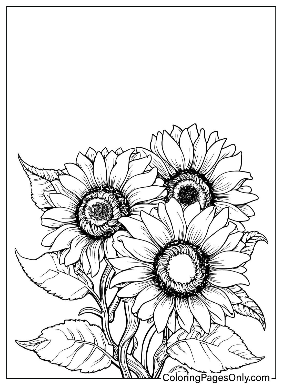 Printable Coloring Page Sunflower