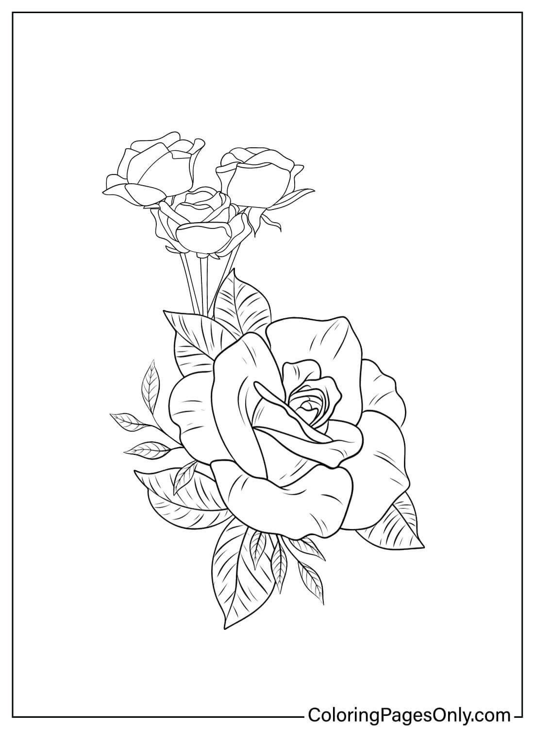 Roses Free Coloring Page from Rose