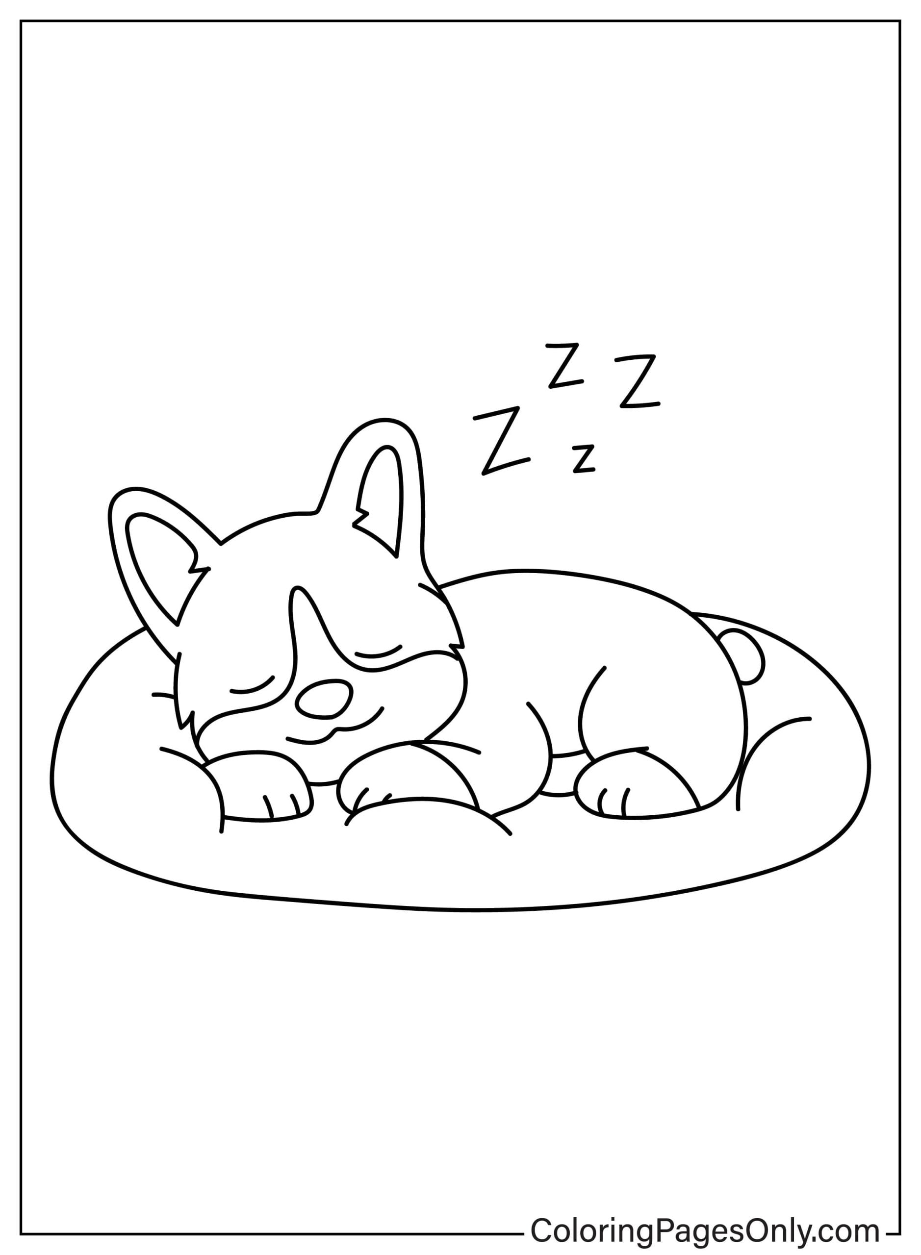 Corgi cane che dorme sul cuscino di Corgi