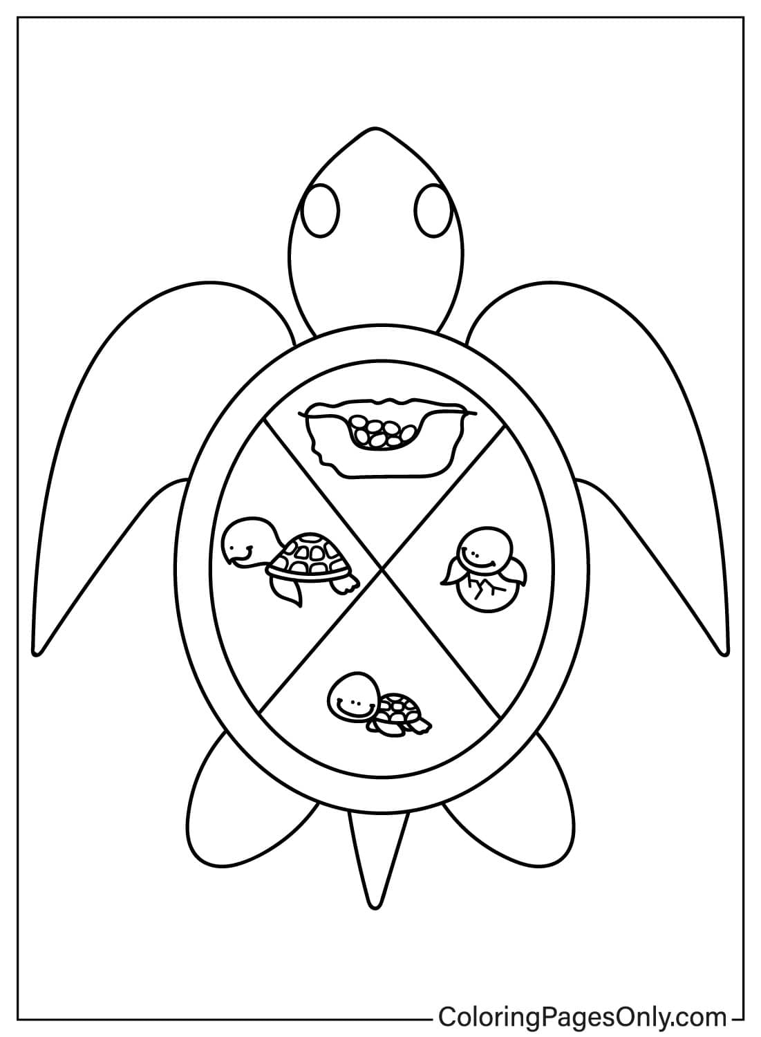 Turtle #39 s Life Cycle Free Printable Coloring Pages