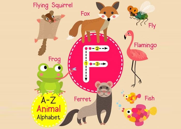 Creating an Animal Collection with the Letter F