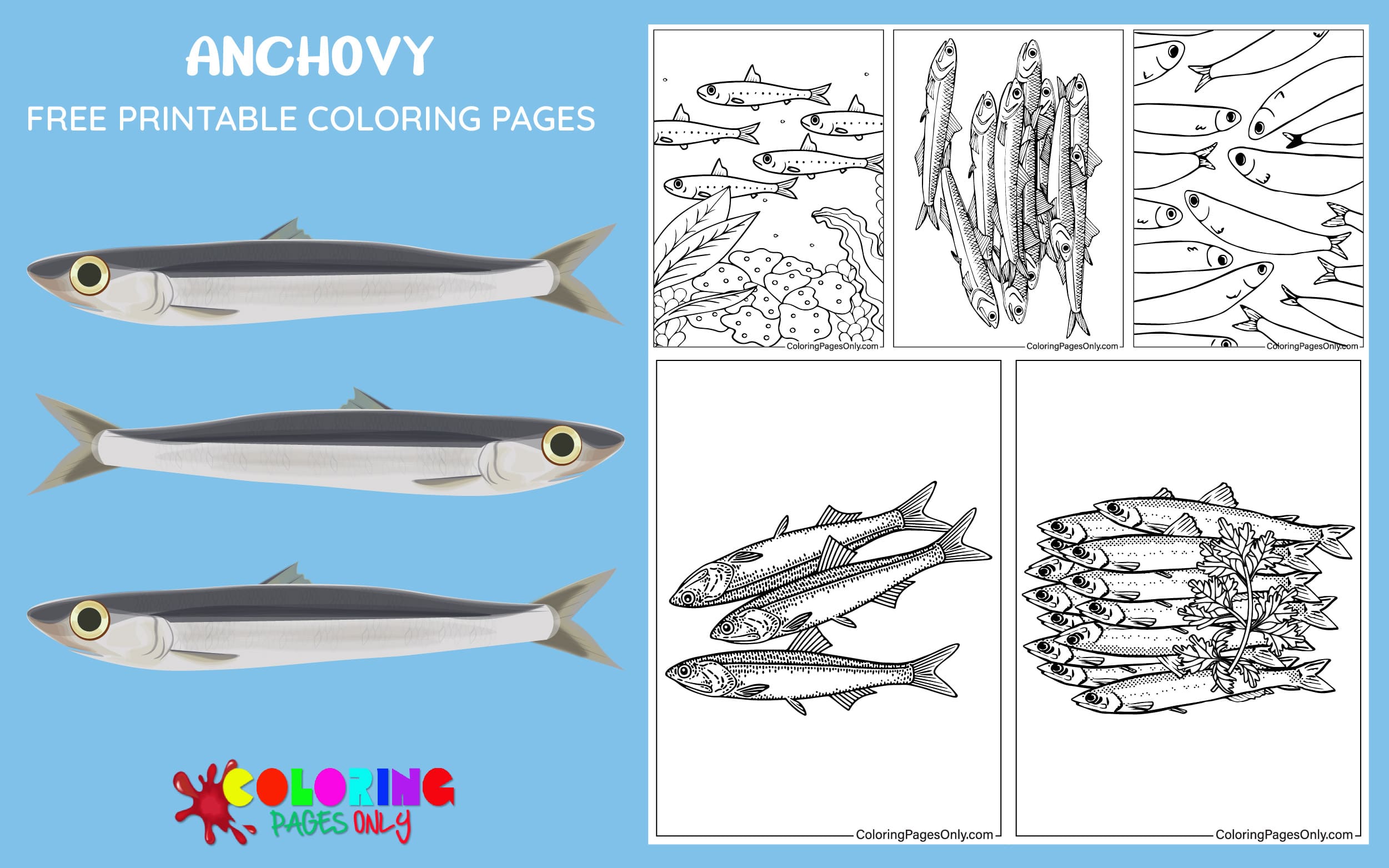 Anchovy