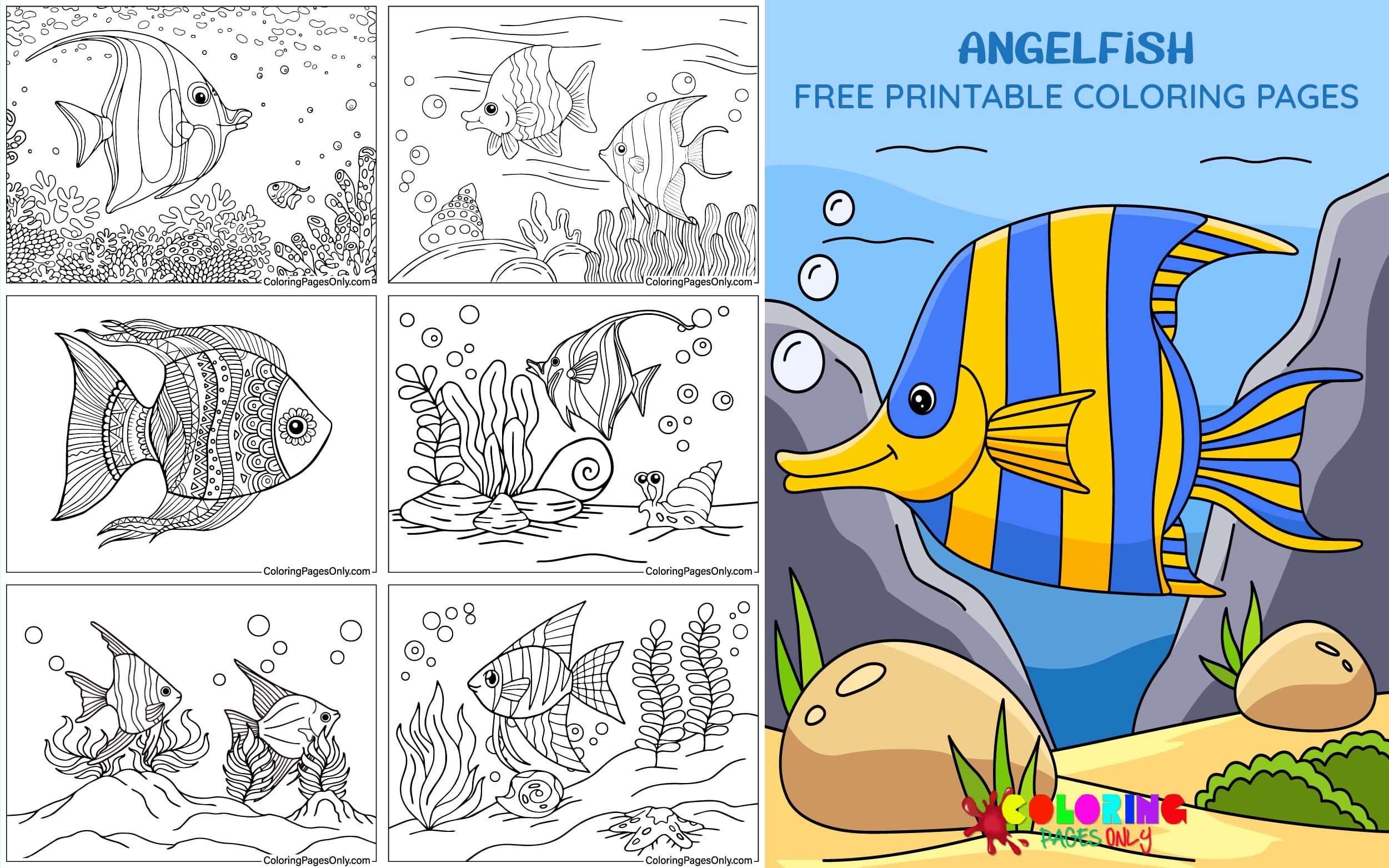 Angelfish