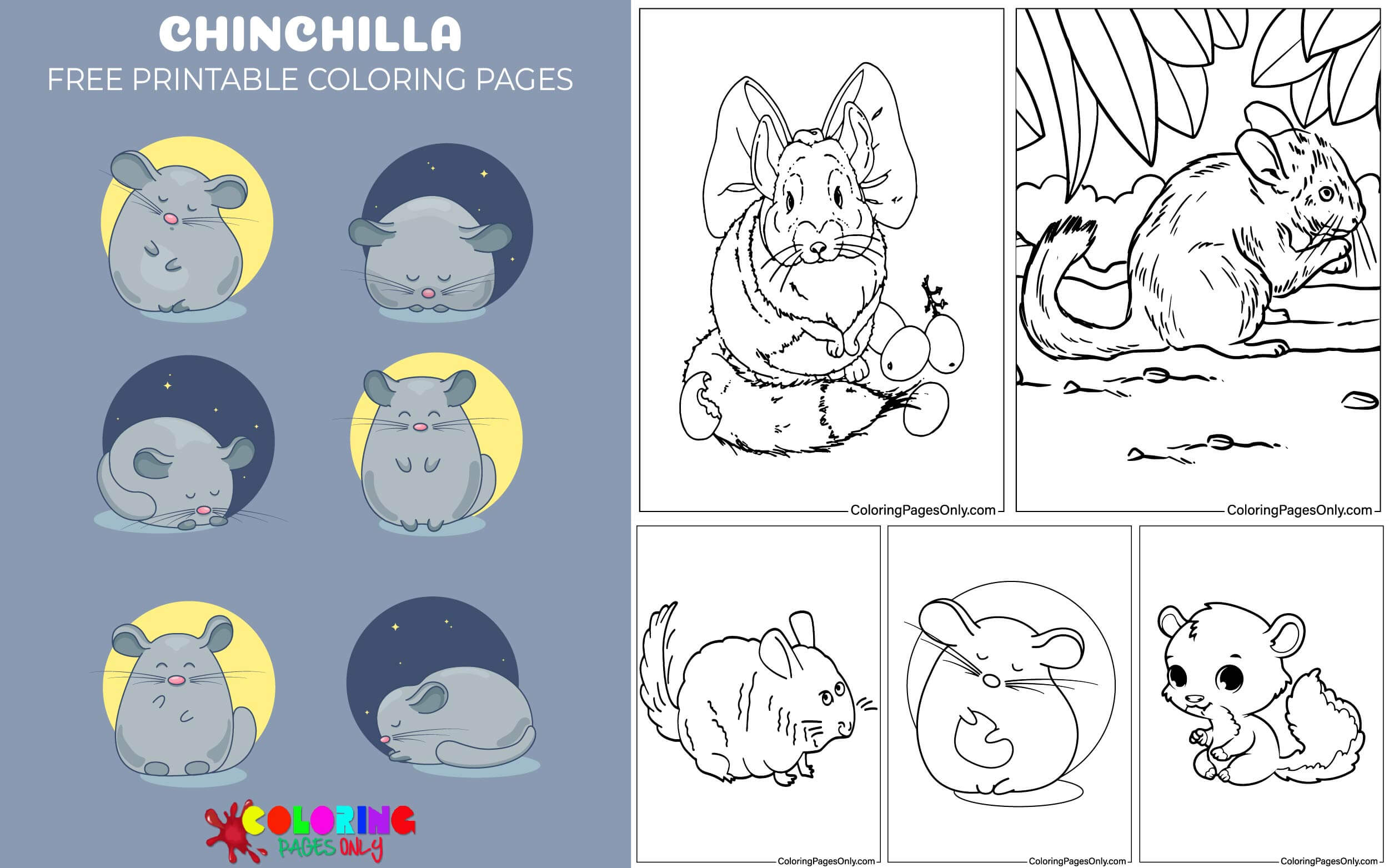 Chinchilla