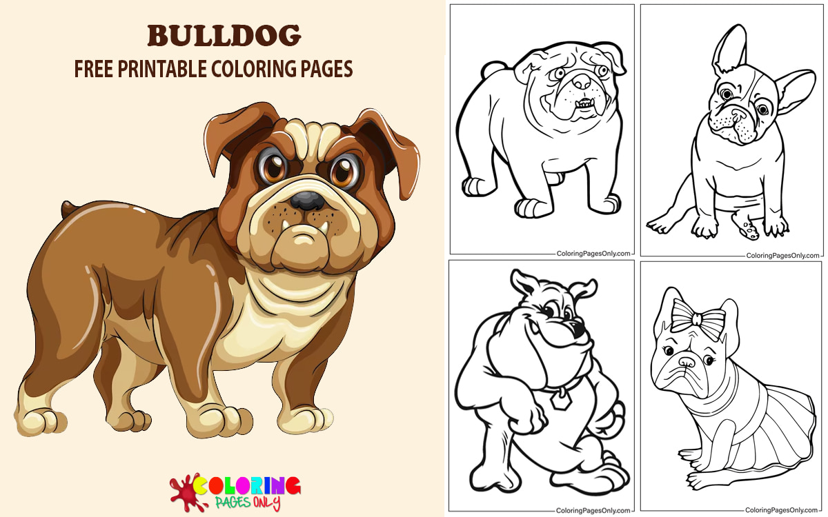 Bulldog