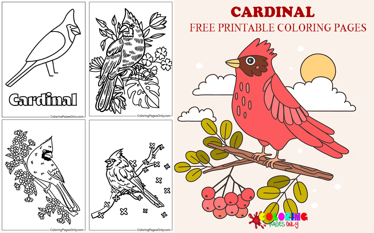 Cardinal