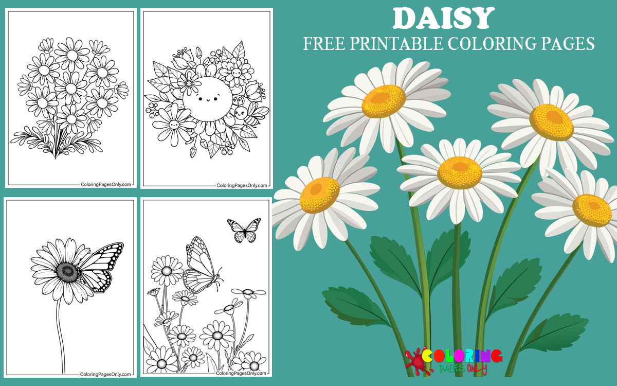 Daisy