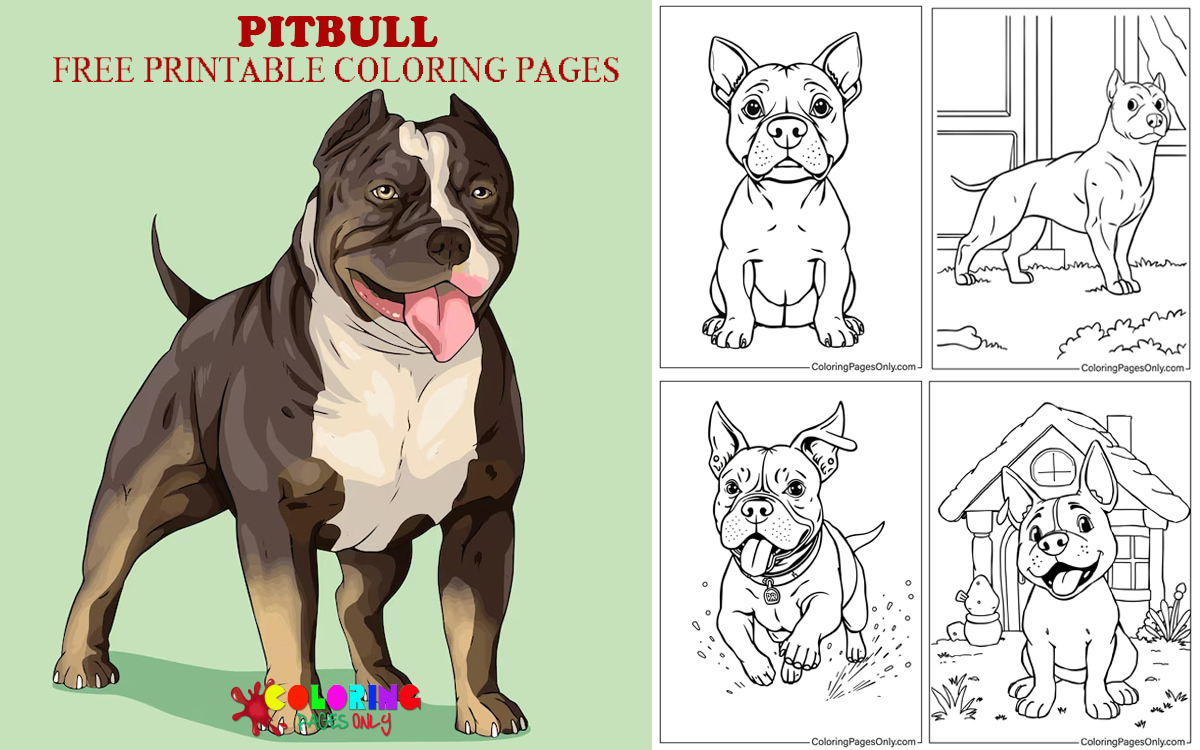 Pitbull