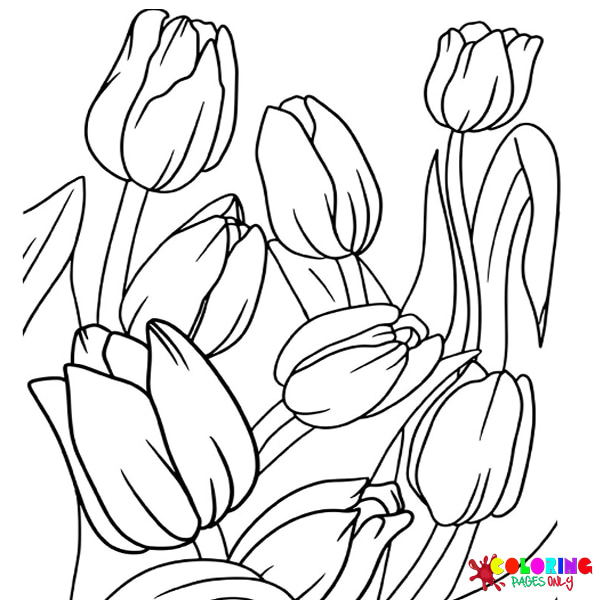 Tulip Coloring Pages