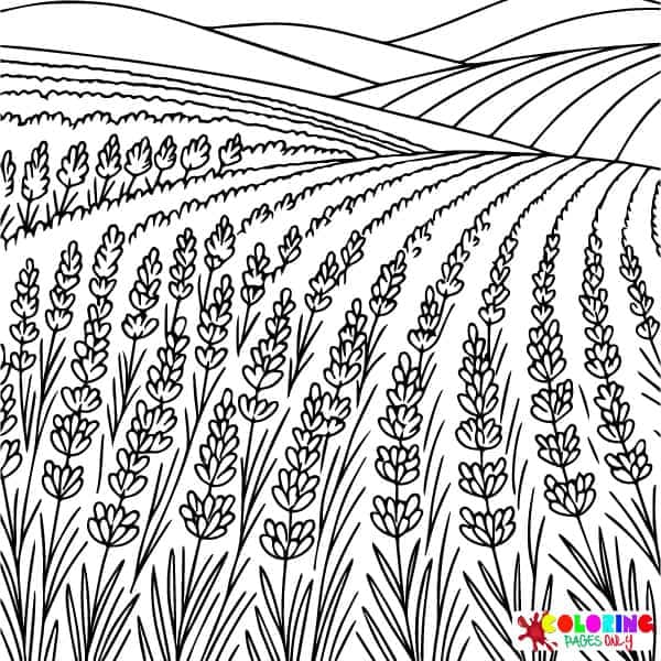 Lavender Coloring Pages
