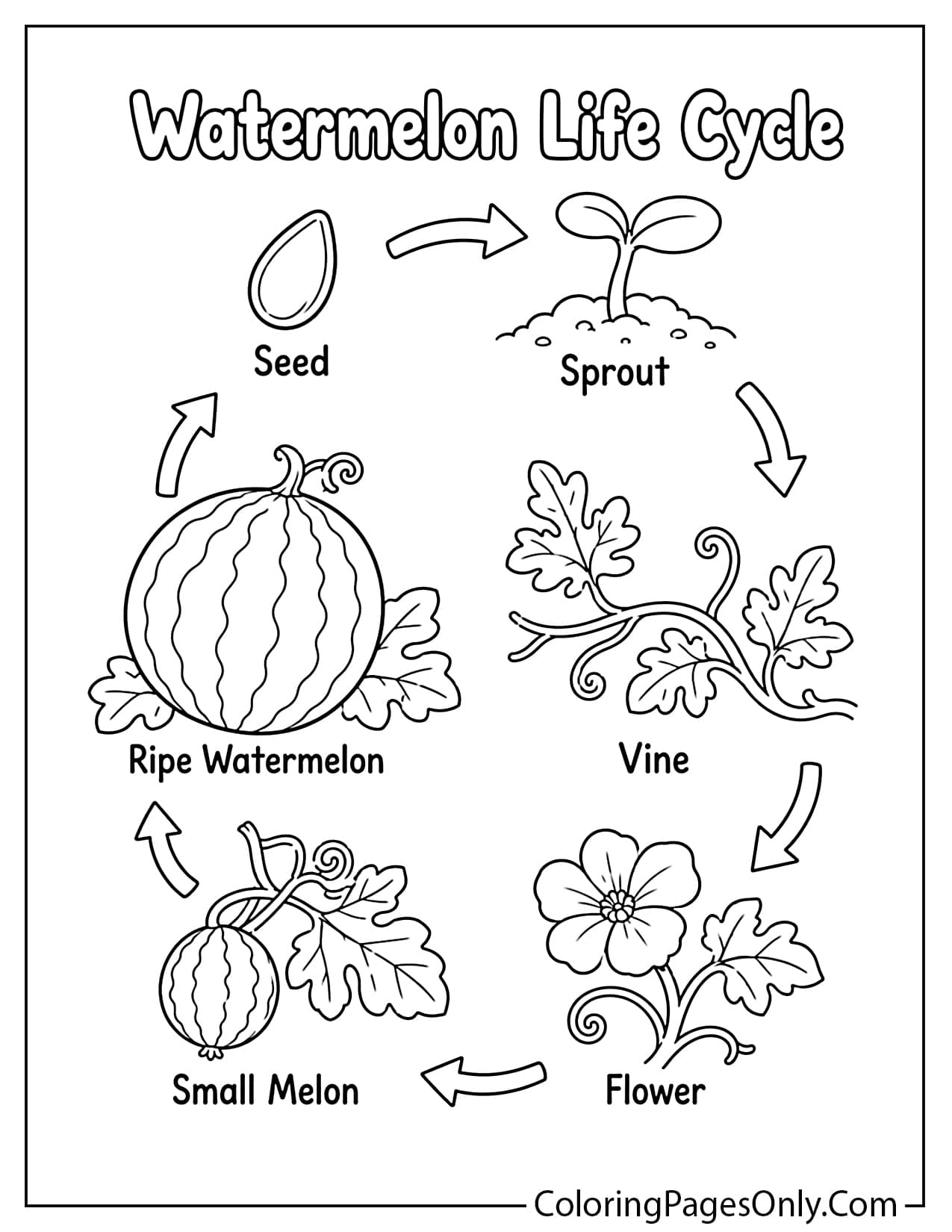 Watermelon life cycle coloring page with seed sprout flower and fruit stages from Watermelon