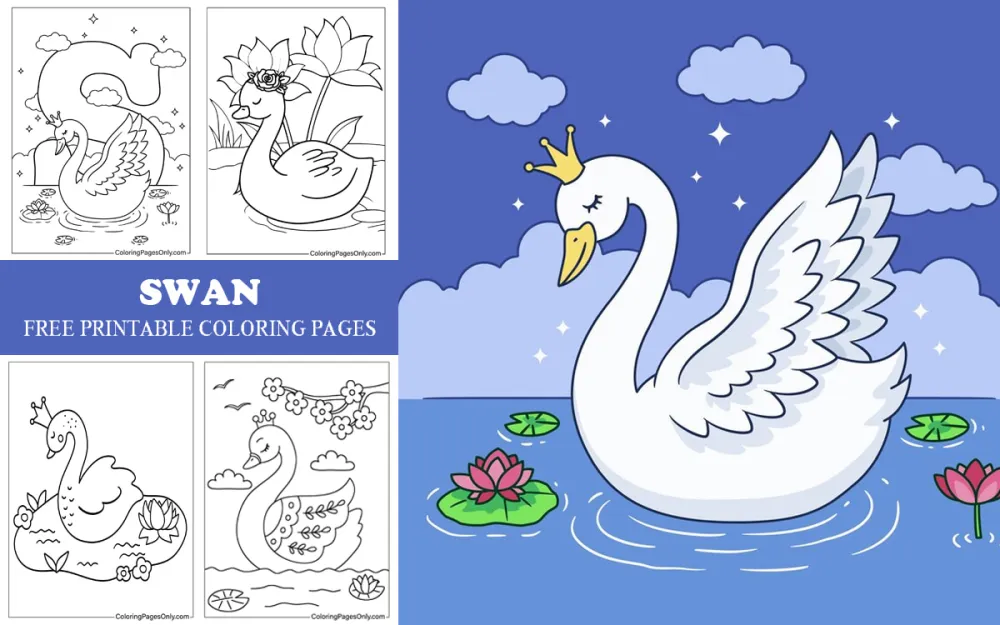 Swan