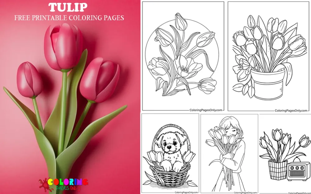 Tulip